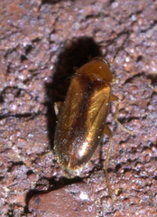 Allopoda lutea