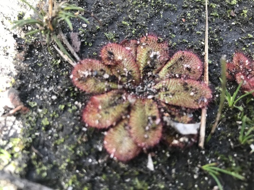 Drosera rosulata