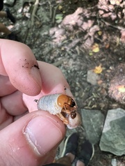 Lucanidae