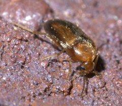 Allopoda lutea