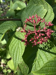 Cornus rugosa