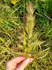 Echinochloa walteri
