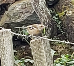 Fringilla coelebs moreletti