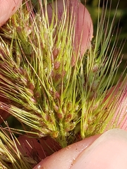 Echinochloa walteri