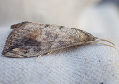 Evergestis rimosalis