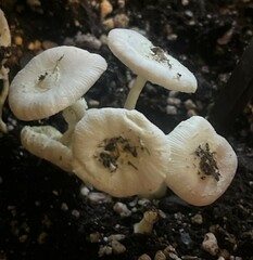 Leucocoprinus flavescens