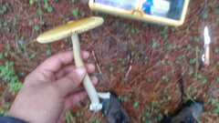 Amanita xylinivolva