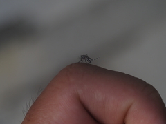 Aedes albopictus