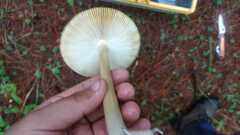 Amanita xylinivolva