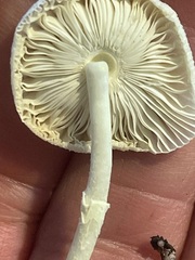Leucocoprinus flavescens