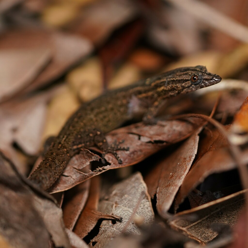Reef Gecko