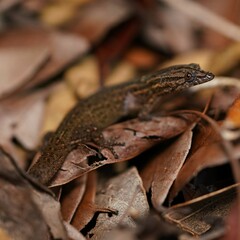 Sphaerodactylus notatus notatus