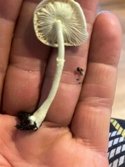 Leucocoprinus flavescens