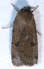 Abagrotis
