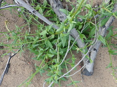 Nemesia versicolor versicolor