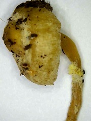 Leucocoprinus flavescens