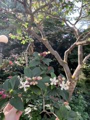 Clerodendrum trichotomum