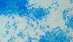 Leucocoprinus flavescens