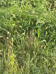 Setaria
