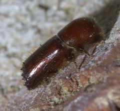 Xyleborus celsus