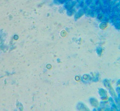 Leucocoprinus flavescens