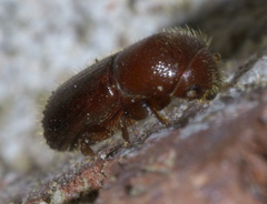 Xyleborus celsus