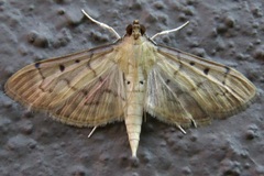 Herpetogramma bipunctalis