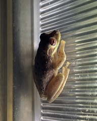 Osteopilus septentrionalis