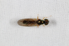 Sargus decorus