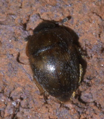 Amphicrossus ciliatus