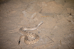 Crotalus cerastes