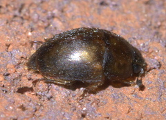 Amphicrossus ciliatus