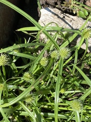 Cyperus brevifolioides