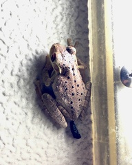 Osteopilus septentrionalis