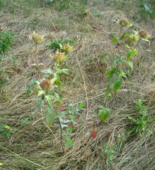 Monarda fistulosa