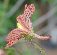 Nemesia versicolor versicolor