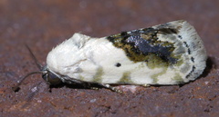 Ponometia erastrioides