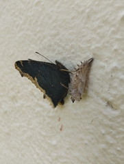 Nymphalis antiopa antiopa