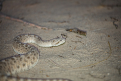 Crotalus cerastes