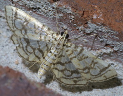 Lygropia rivulalis