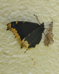 Nymphalis antiopa antiopa