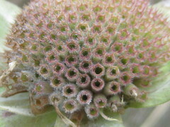 Monarda fistulosa