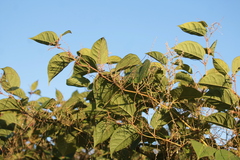 Reynoutria sachalinensis