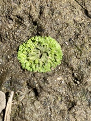 Riccia huebeneriana