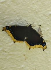 Nymphalis antiopa antiopa