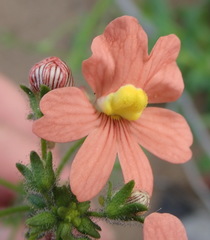 Nemesia versicolor versicolor