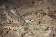 Crotalus cerastes