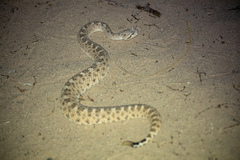 Crotalus cerastes