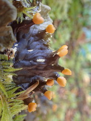 Peltigera