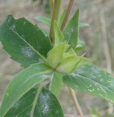 Monarda fistulosa